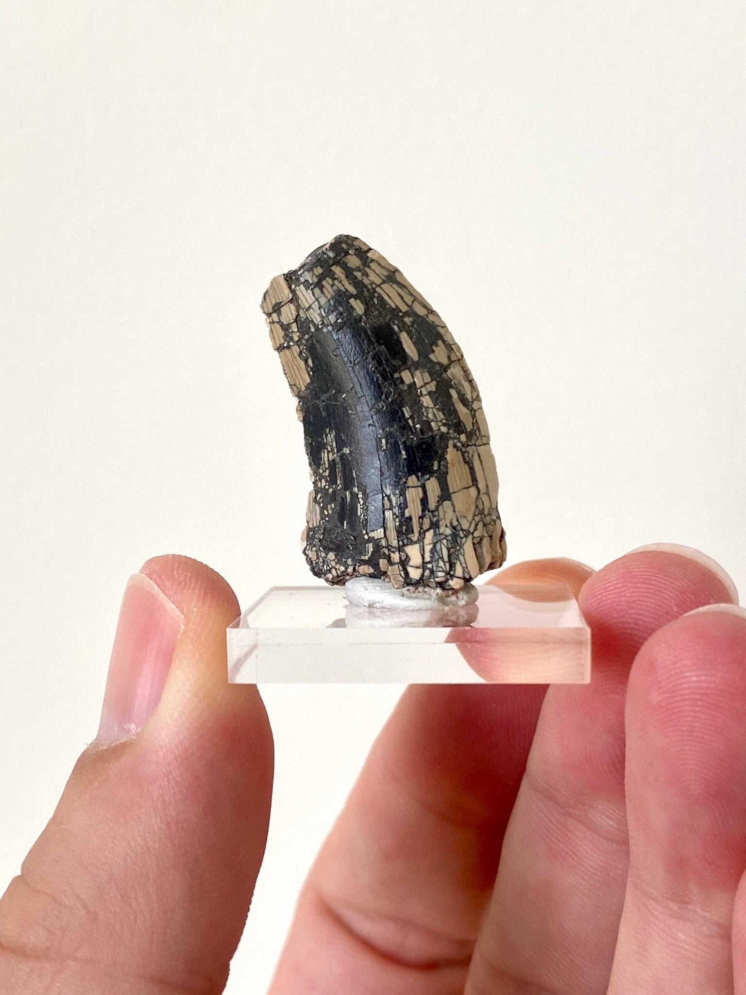 Rare Dinosaur fossil tooth - Afrovenator abakensis, Megalosaurid (3.4cm) - FossilsAndMore