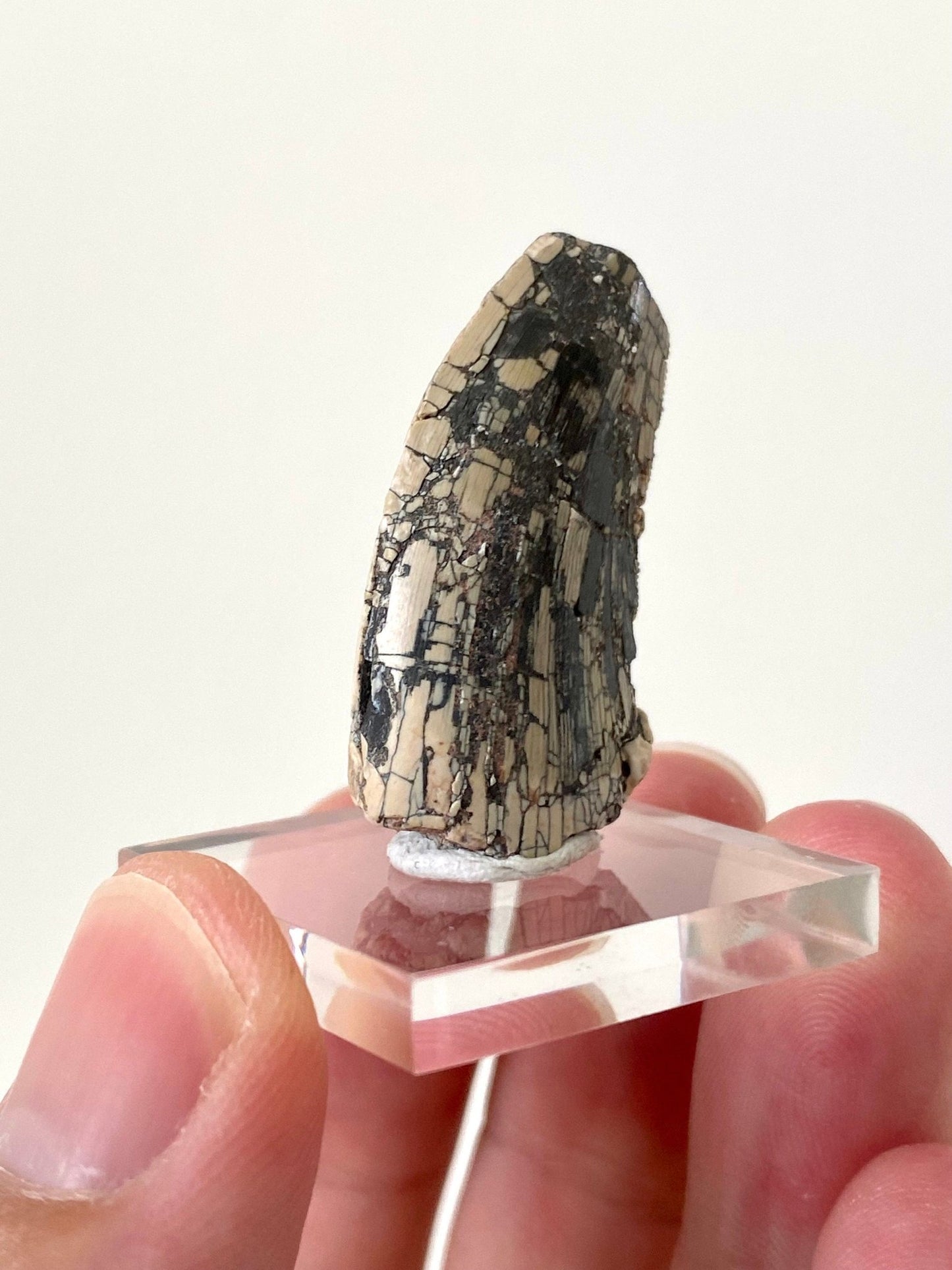 Rare Dinosaur fossil tooth - Afrovenator abakensis, Megalosaurid (3.4cm) - FossilsAndMore