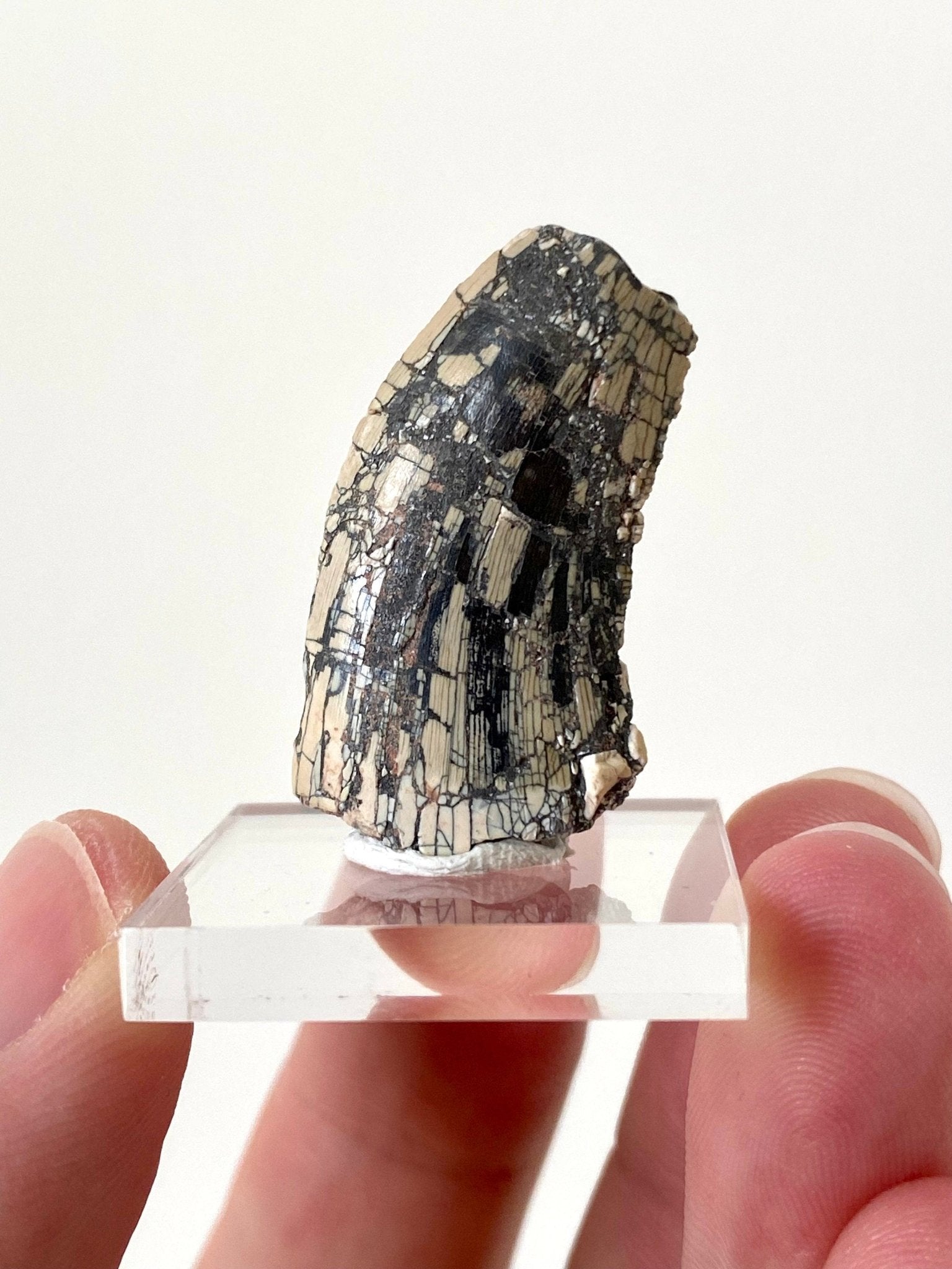 Rare Dinosaur fossil tooth - Afrovenator abakensis, Megalosaurid (3.4cm) - FossilsAndMore