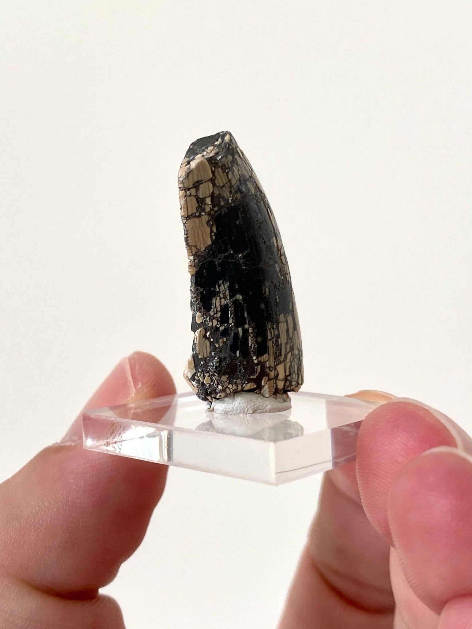 Rare Dinosaur fossil tooth - Afrovenator abakensis, Megalosaurid (3.4cm) - FossilsAndMore