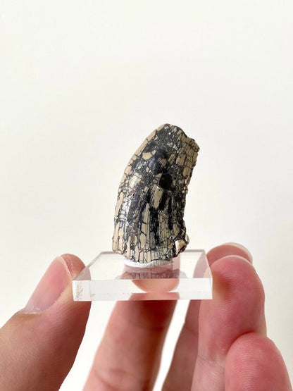 Rare Dinosaur fossil tooth - Afrovenator abakensis, Megalosaurid (3.4cm) - FossilsAndMore