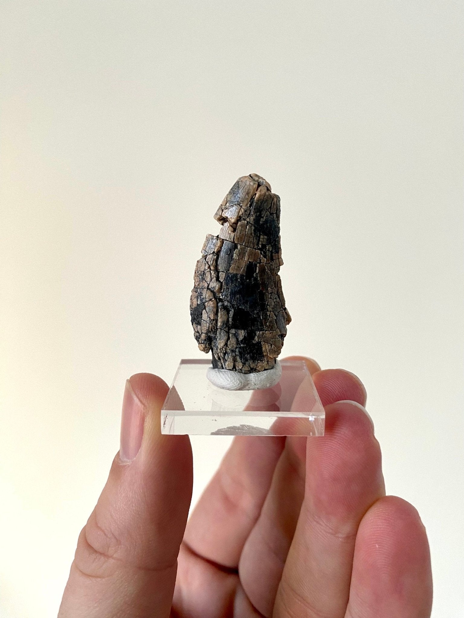 Rare Dinosaur fossil tooth - Afrovenator abakensis, Megalosaurid (4.1cm) - FossilsAndMore