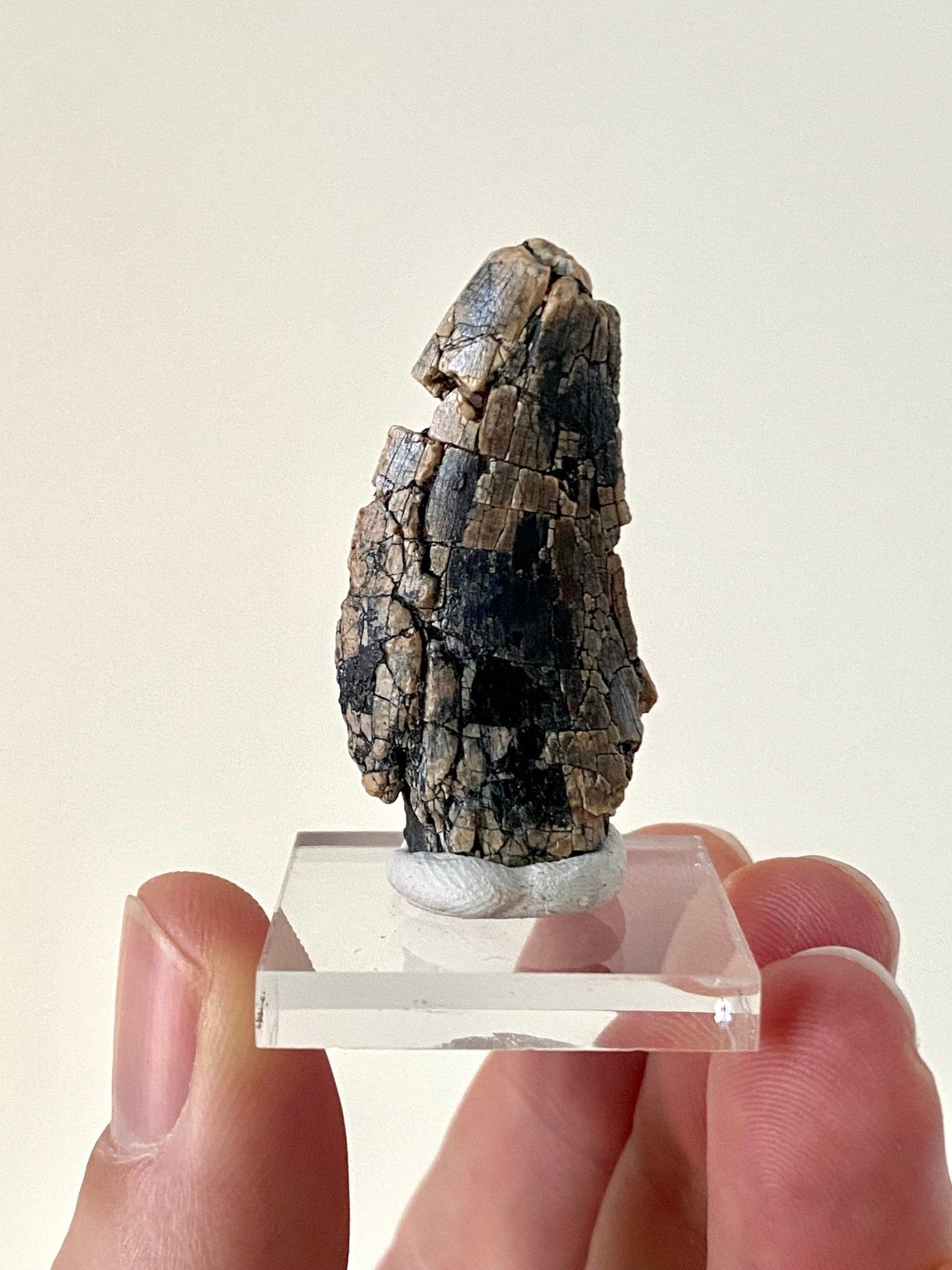 Rare Dinosaur fossil tooth - Afrovenator abakensis, Megalosaurid (4.1cm) - FossilsAndMore