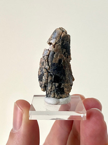 Rare Dinosaur fossil tooth - Afrovenator abakensis, Megalosaurid (4.1cm) - FossilsAndMore