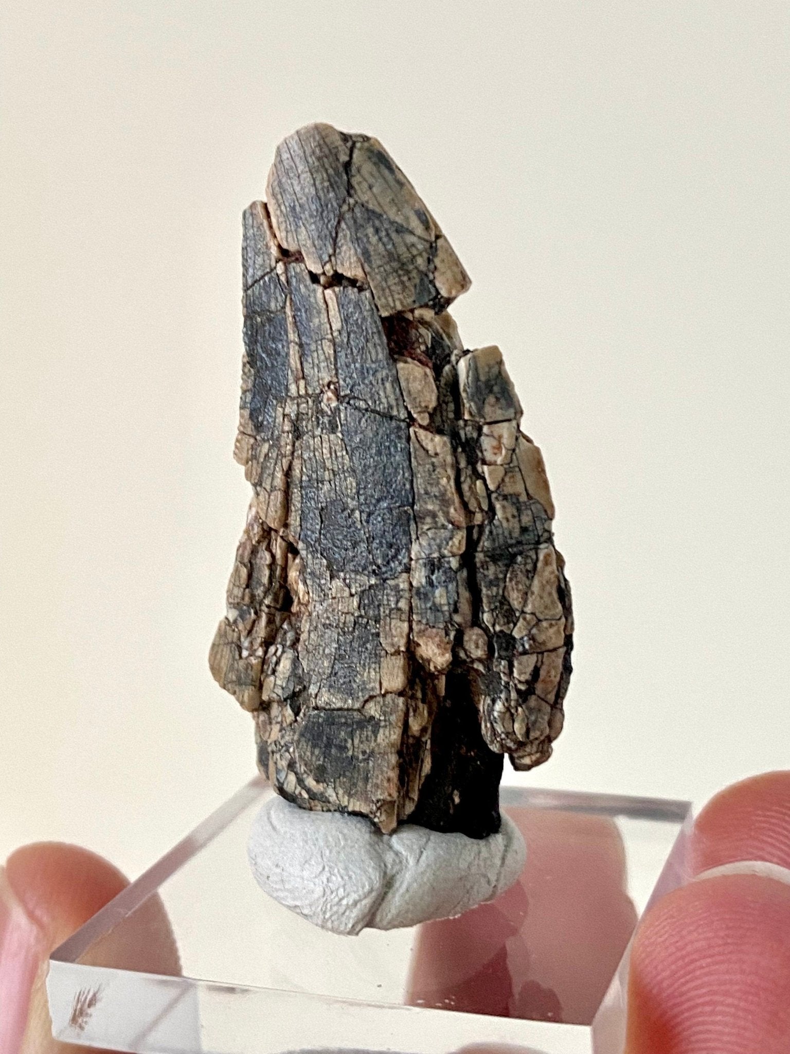 Rare Dinosaur fossil tooth - Afrovenator abakensis, Megalosaurid (4.1cm) - FossilsAndMore