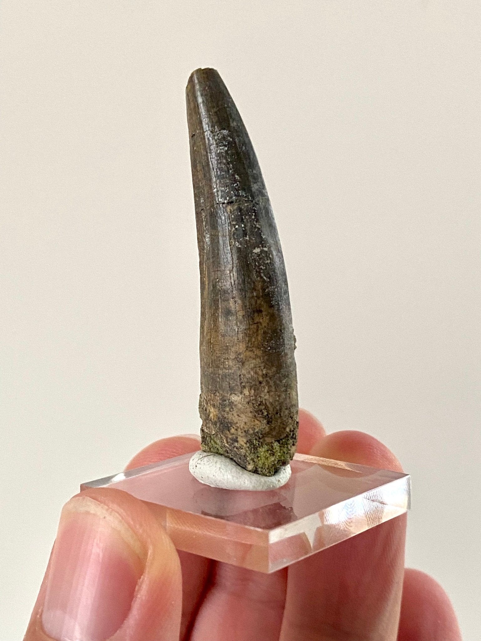 Rare fossil Suchomimus tooth (5.1cm) from Niger - FossilsAndMore