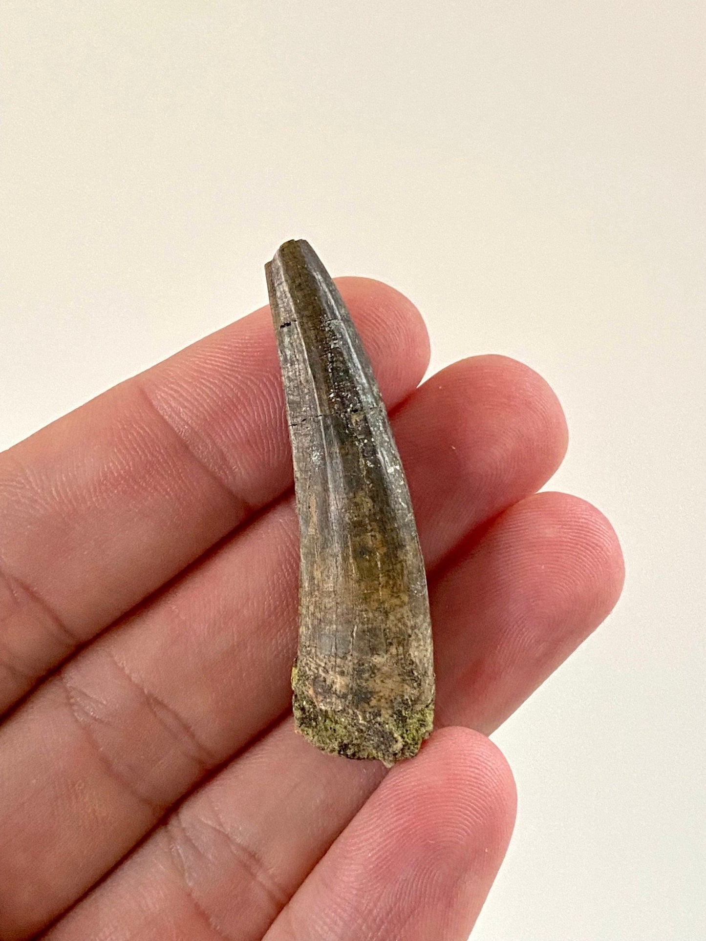 Rare fossil Suchomimus tooth (5.1cm) from Niger - FossilsAndMore