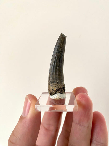 Rare fossil Suchomimus tooth (5.1cm) from Niger - FossilsAndMore