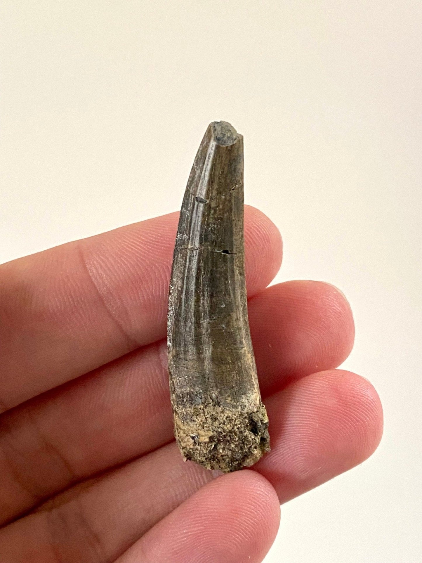 Rare fossil Suchomimus tooth (5.1cm) from Niger - FossilsAndMore