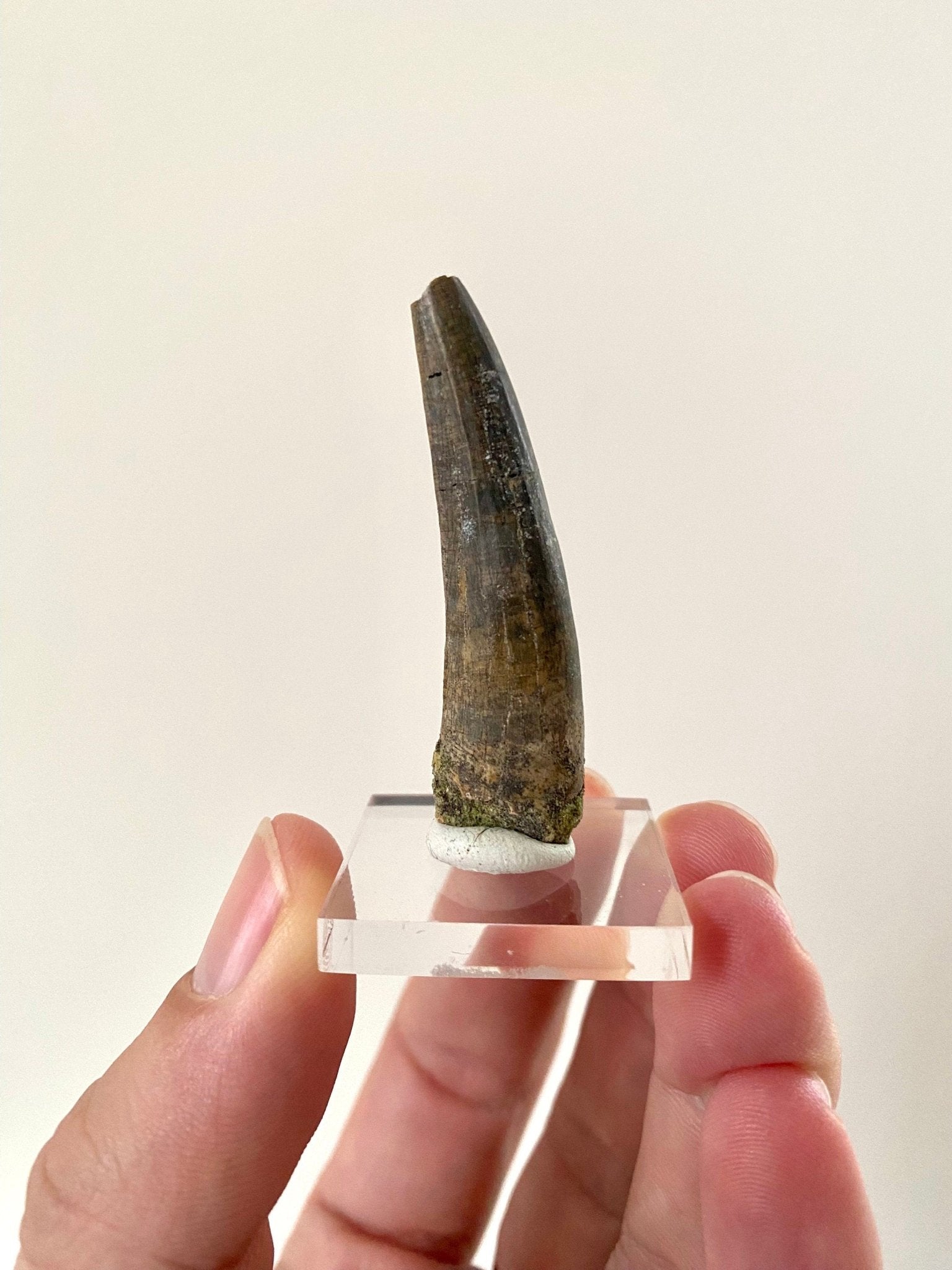 Rare fossil Suchomimus tooth (5.1cm) from Niger - FossilsAndMore