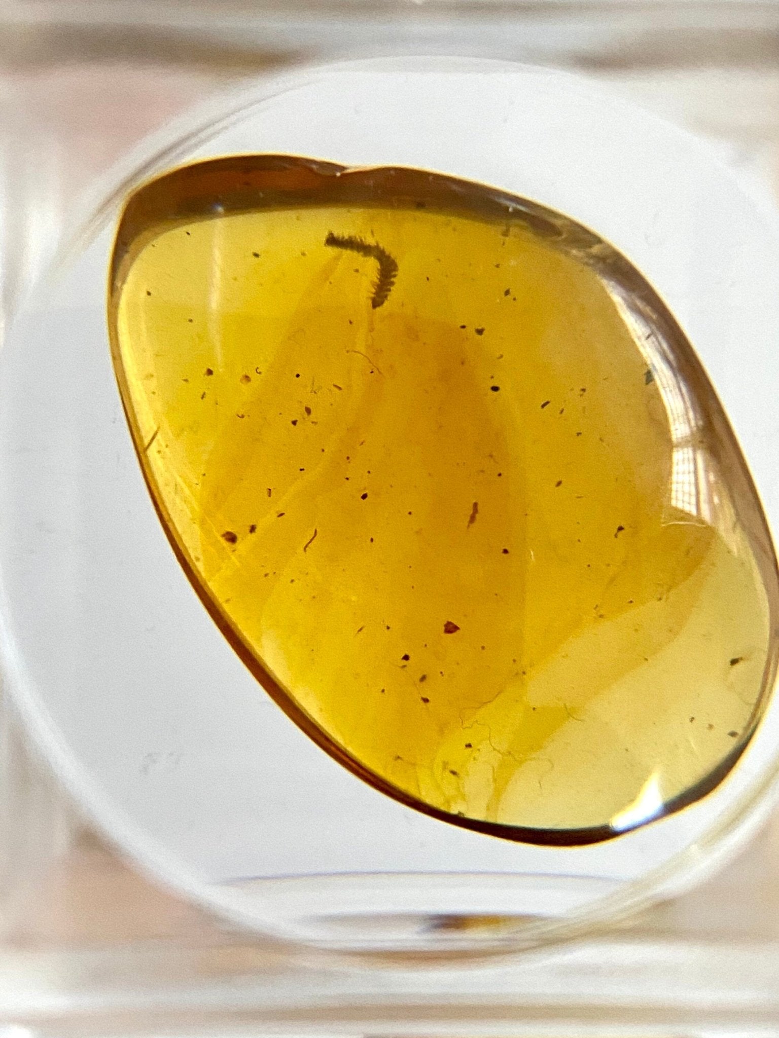 Rare Milipede species insect in a big piece of Burmese Amber, genuine fossil resin - FossilsAndMore