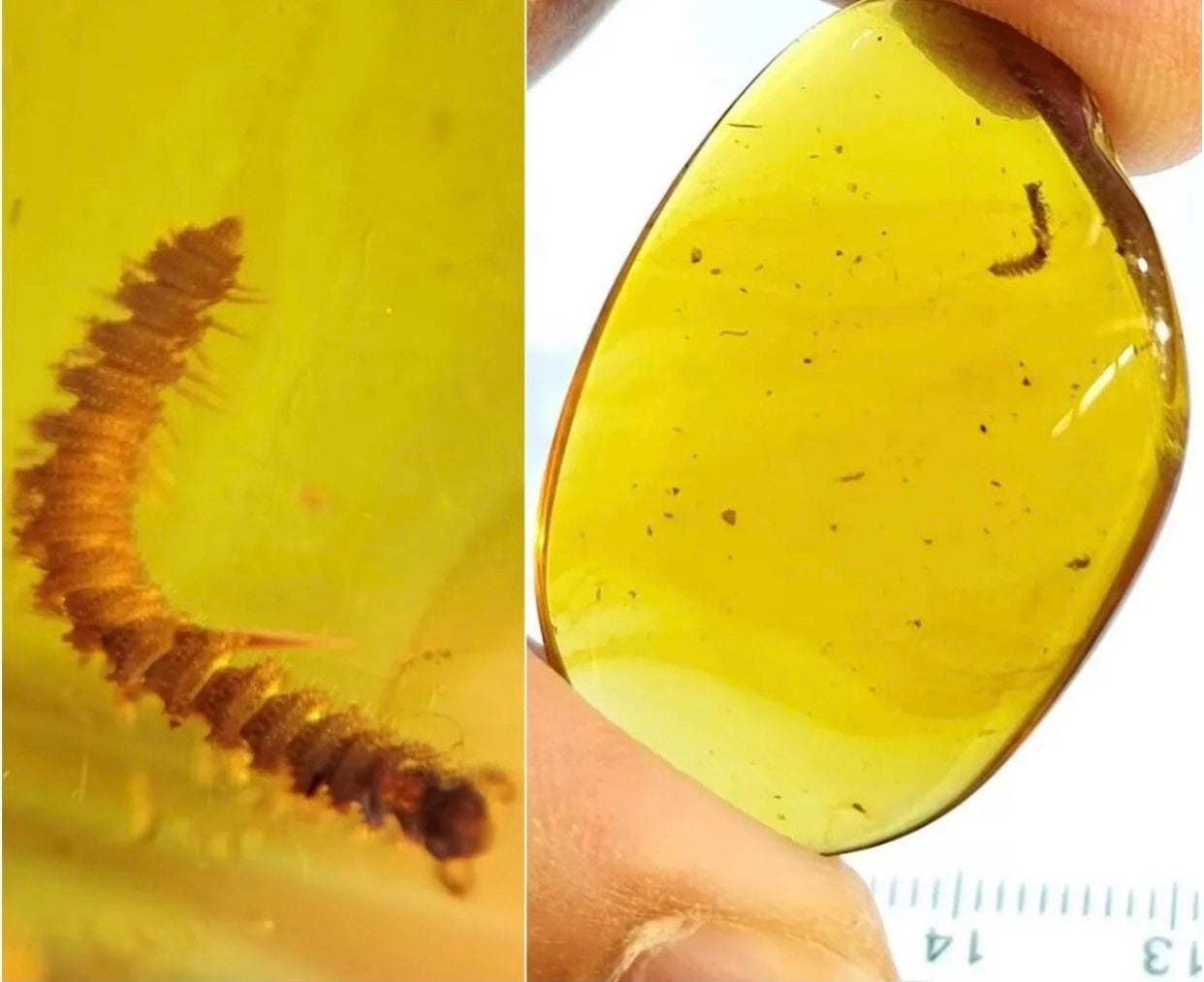 Rare Milipede species insect in a big piece of Burmese Amber, genuine fossil resin - FossilsAndMore