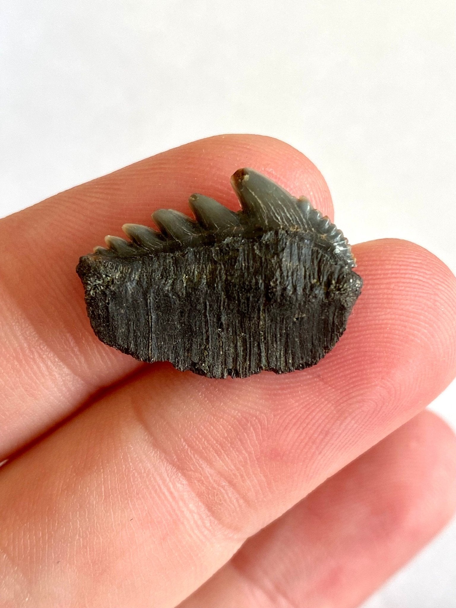 Rare Notorynchus Primigenius lateral tooth (Cow Shark ) Belgium, real fossil - FossilsAndMore