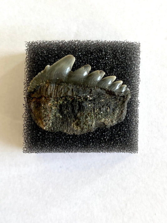 Rare Notorynchus Primigenius lateral tooth (Cow Shark ) Belgium, real fossil - FossilsAndMore