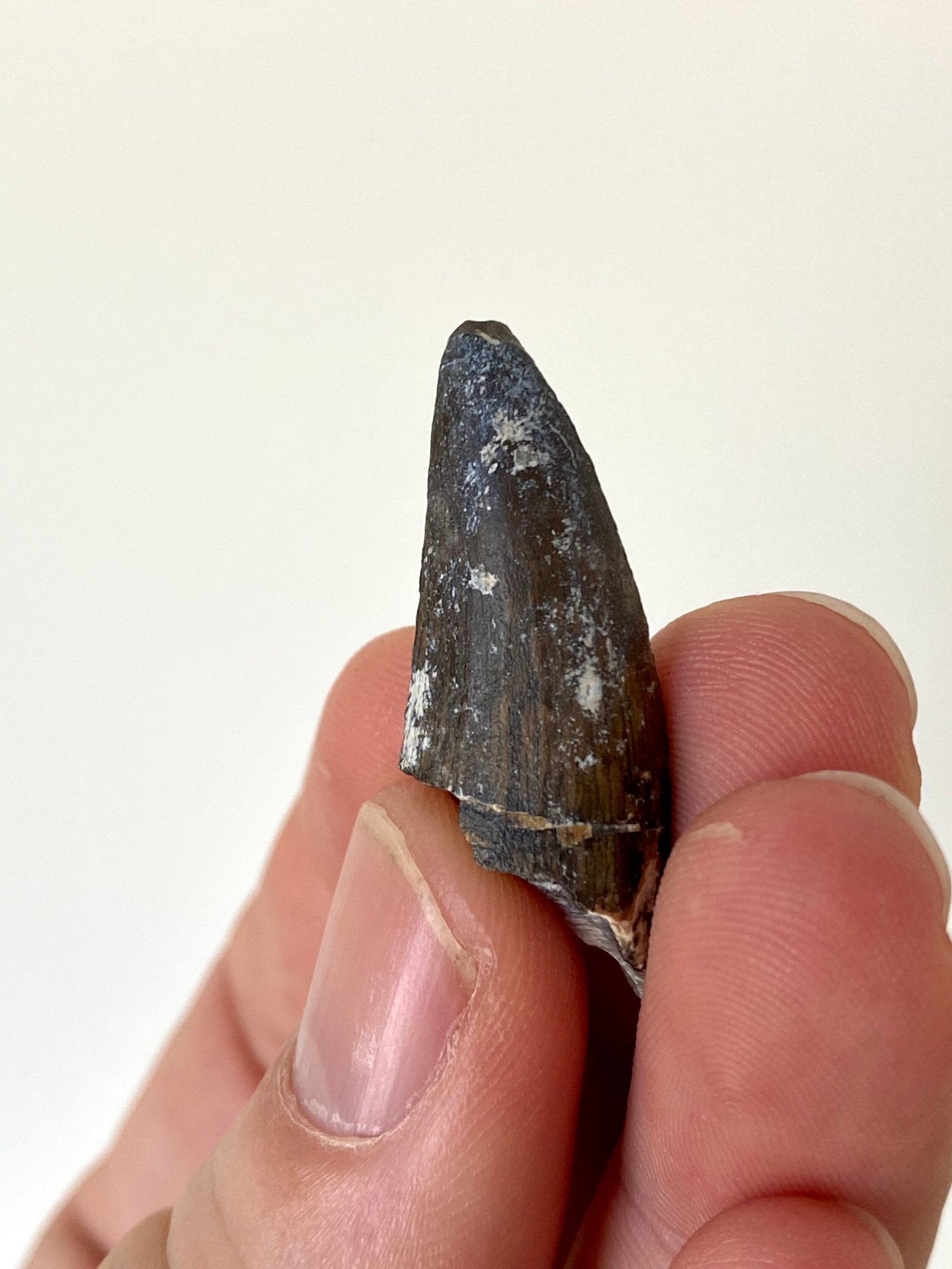 Rare Suchomimus fossil tooth (3.3cm) from Niger - FossilsAndMore