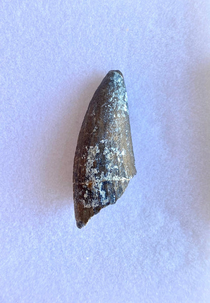 Rare Suchomimus fossil tooth (3.3cm) from Niger - FossilsAndMore