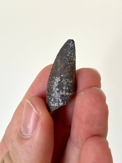 Rare Suchomimus fossil tooth (3.3cm) from Niger - FossilsAndMore