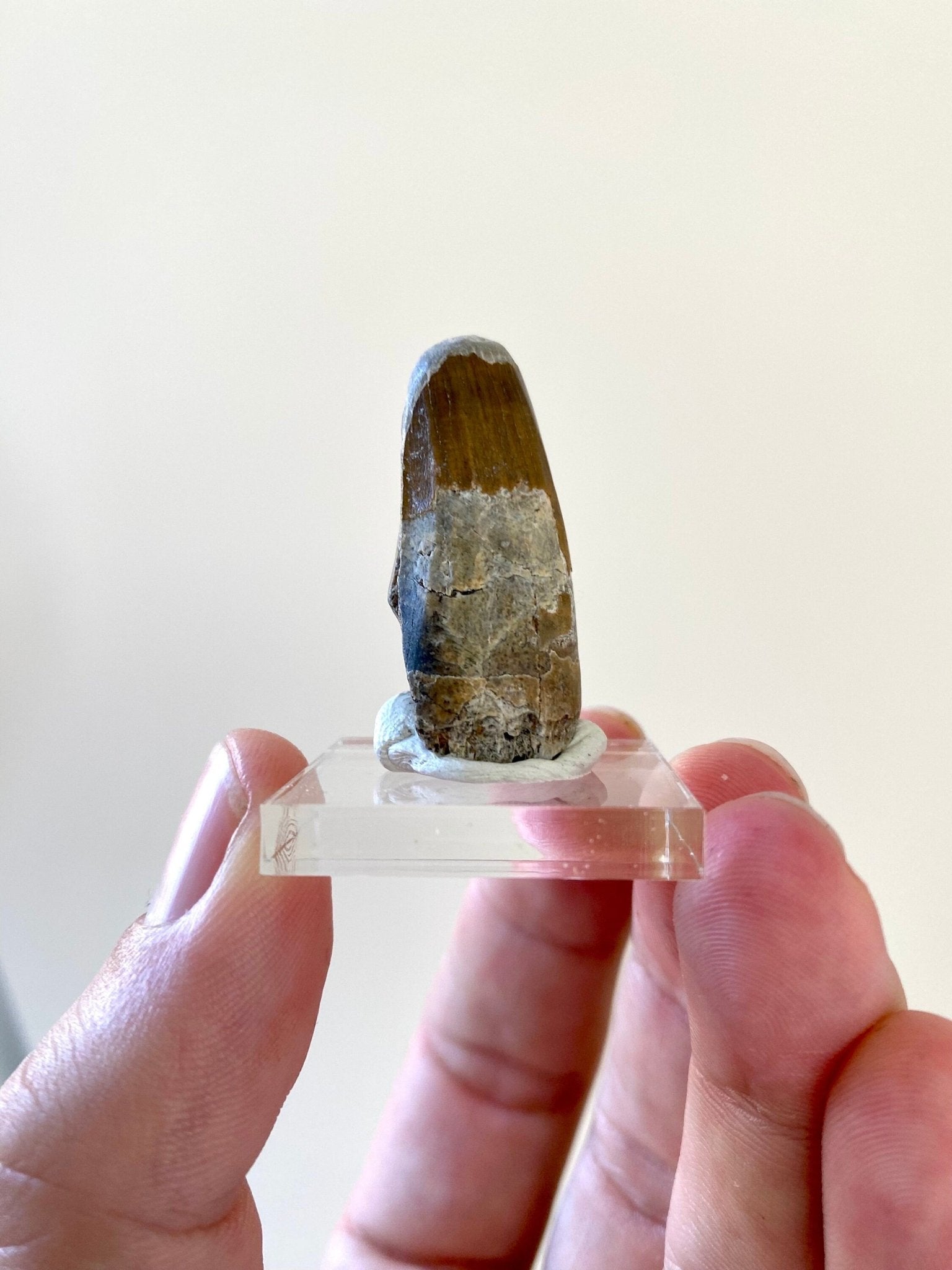 Rare Suchomimus tooth (3.5cm), genuine dinosaur fossil tooth from Niger - FossilsAndMore