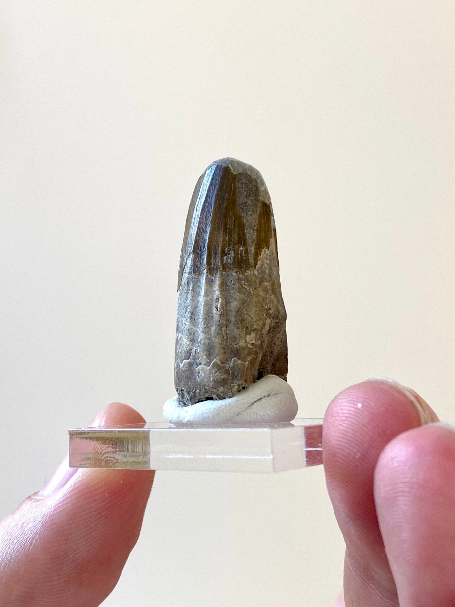 Rare Suchomimus tooth (3.5cm), genuine dinosaur fossil tooth from Niger - FossilsAndMore