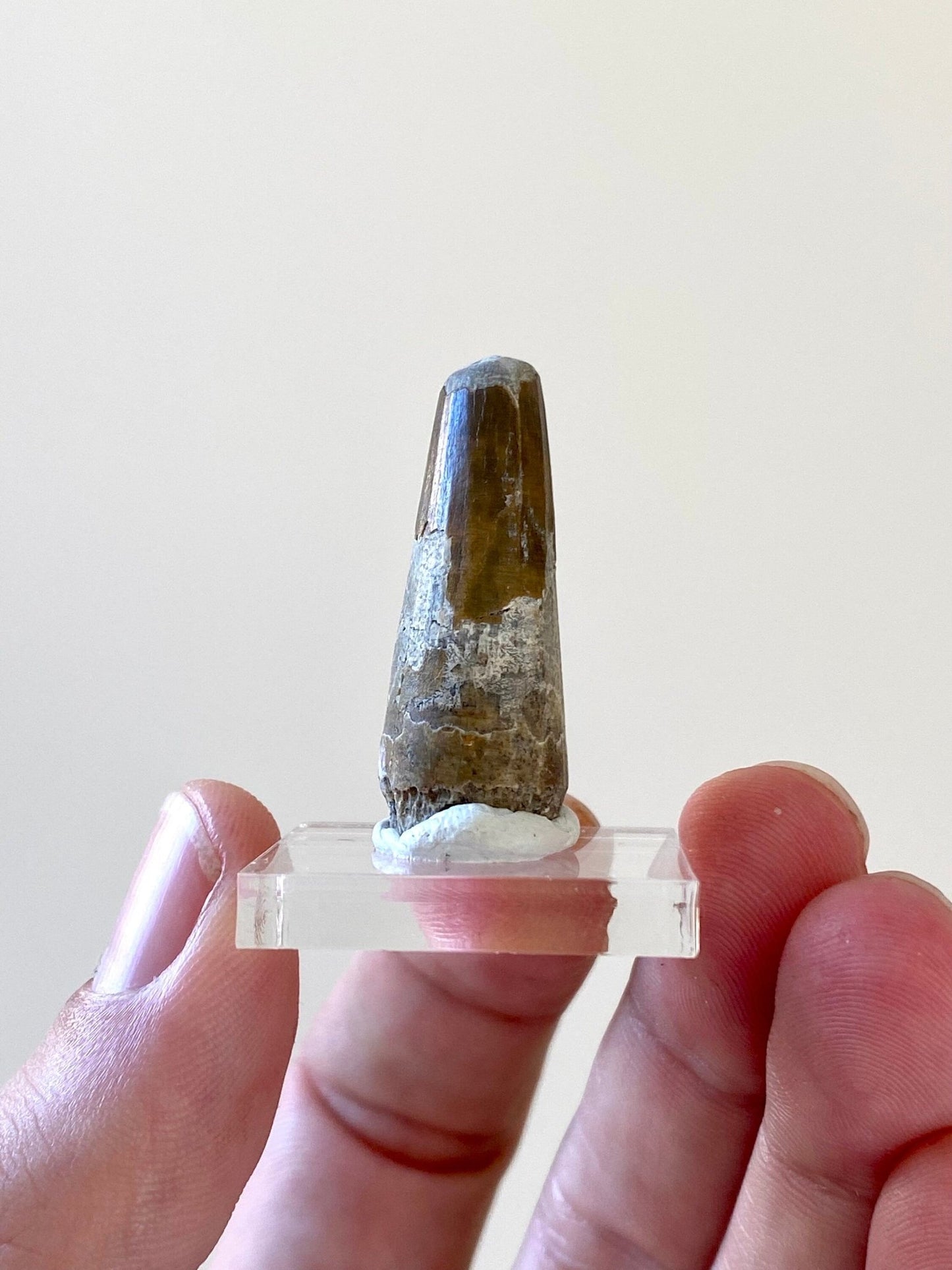 Rare Suchomimus tooth (3.5cm), genuine dinosaur fossil tooth from Niger - FossilsAndMore