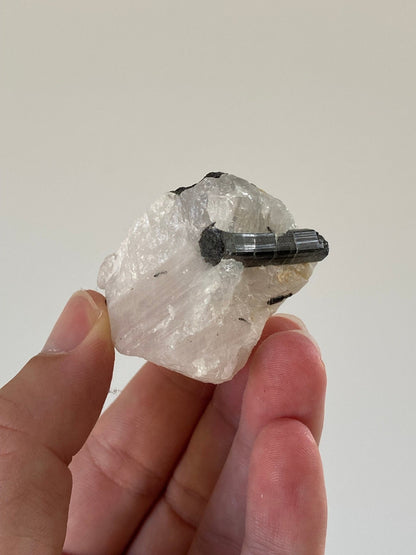 Raw Tourmaline on quartz - FossilsAndMore