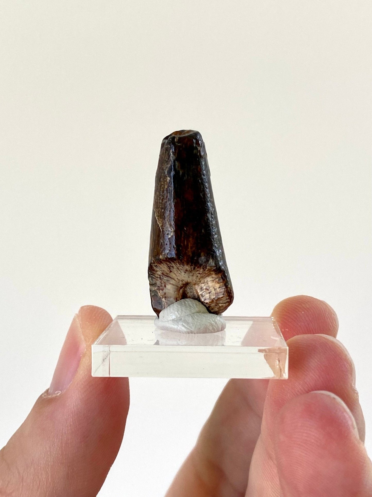 Sarcosuchus tooth (3.4cm), genuine fossil tooth from Niger - FossilsAndMore