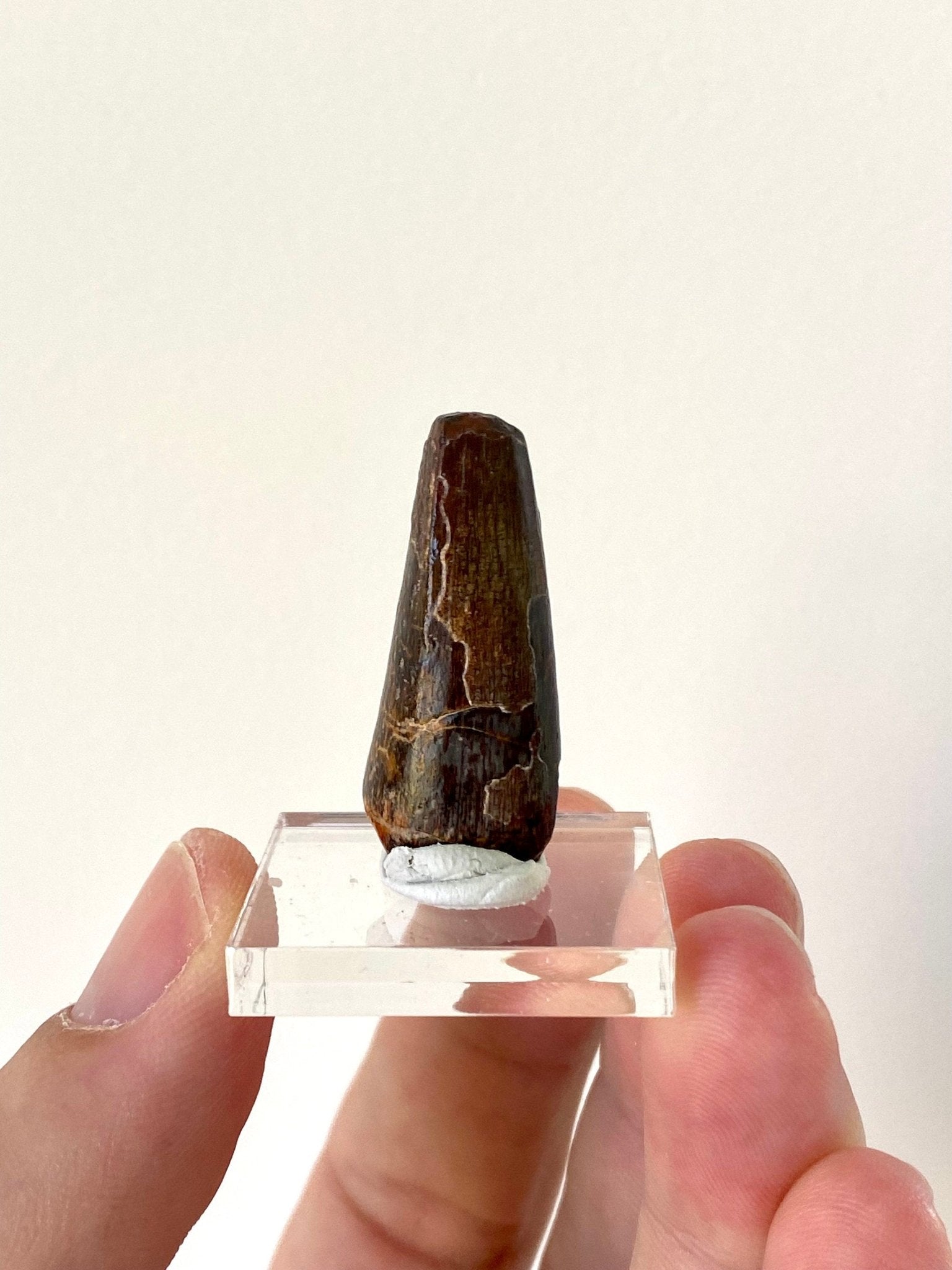 Sarcosuchus tooth (3.4cm), genuine fossil tooth from Niger - FossilsAndMore