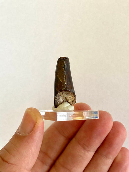 Sarcosuchus tooth (3.4cm), genuine fossil tooth from Niger - FossilsAndMore