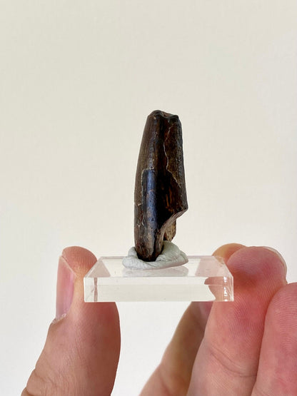 Sarcosuchus tooth (3.4cm), genuine fossil tooth from Niger - FossilsAndMore