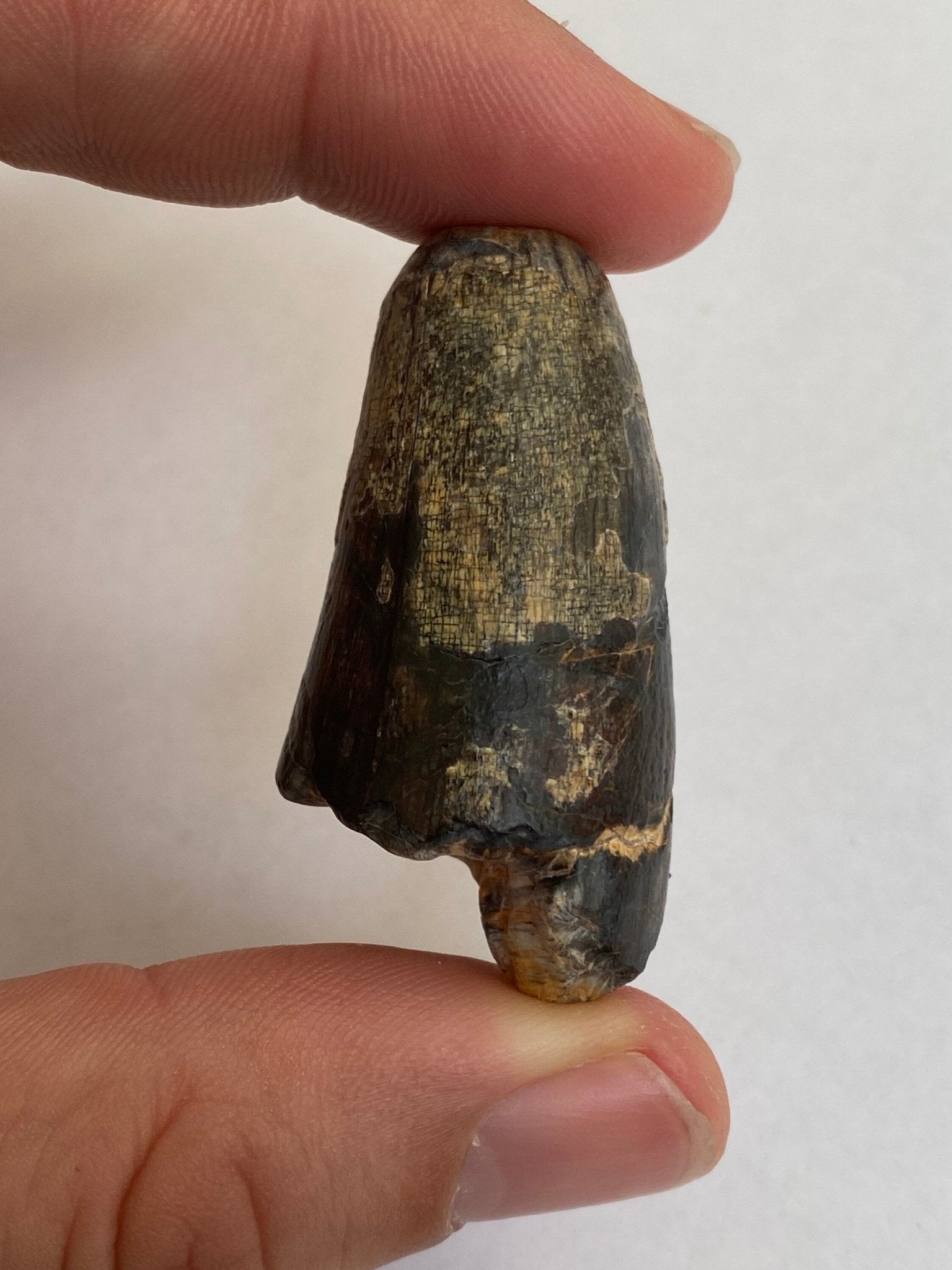 Sarcosuchus tooth (4.71), genuine fossil tooth from Niger - FossilsAndMore