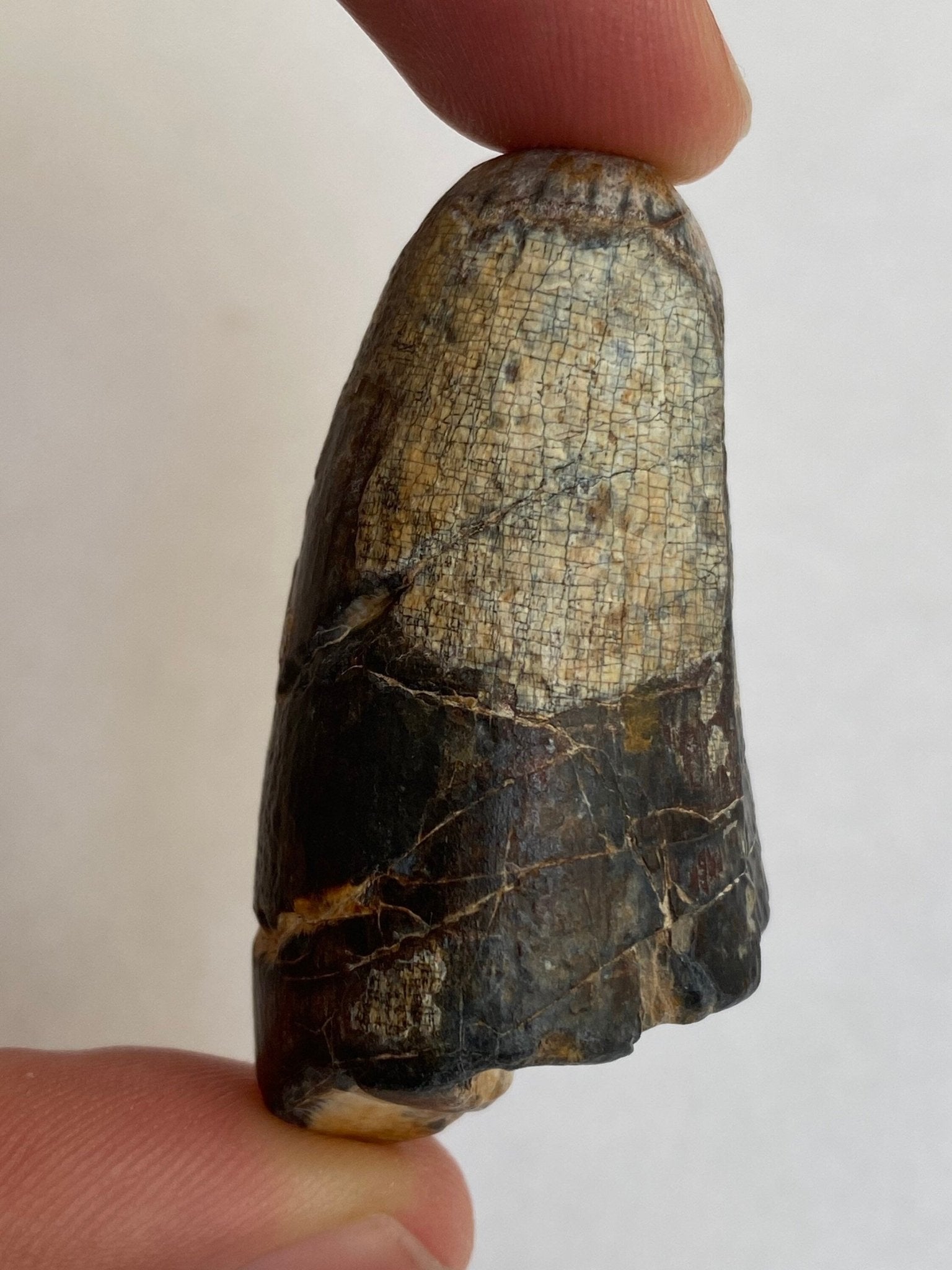 Sarcosuchus tooth (4.71), genuine fossil tooth from Niger - FossilsAndMore