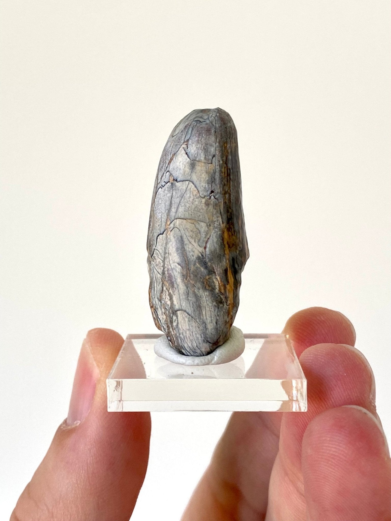 Sarcosuchus tooth (4cm), genuine fossil tooth from Niger - FossilsAndMore