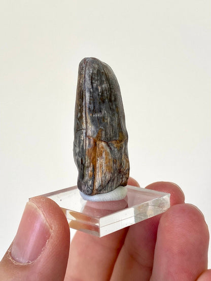 Sarcosuchus tooth (4cm), genuine fossil tooth from Niger - FossilsAndMore