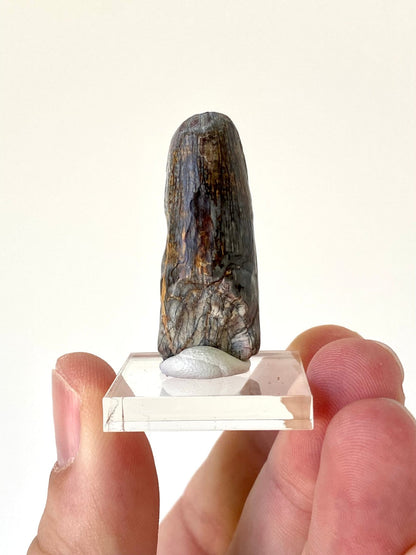 Sarcosuchus tooth (4cm), genuine fossil tooth from Niger - FossilsAndMore