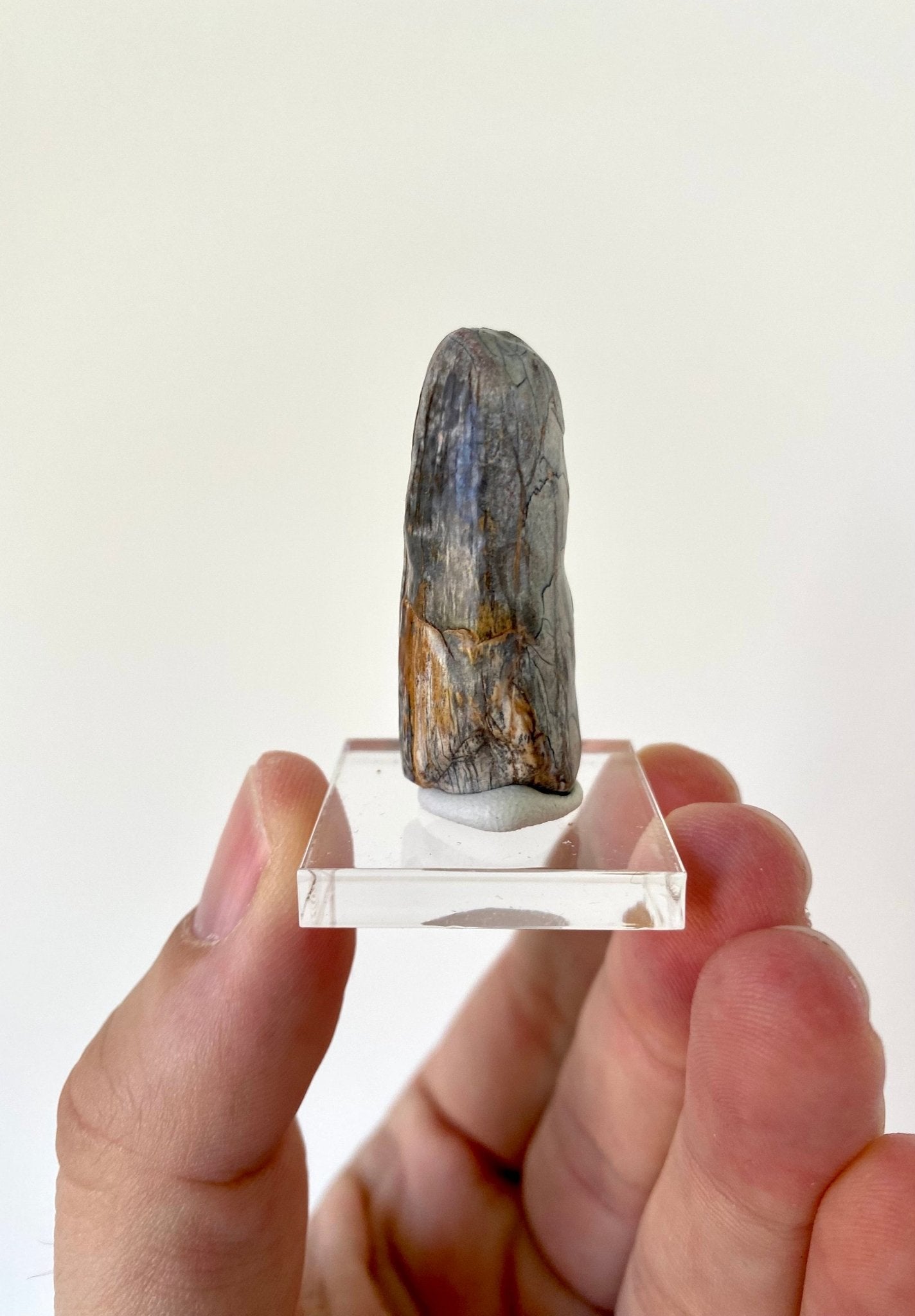 Sarcosuchus tooth (4cm), genuine fossil tooth from Niger - FossilsAndMore