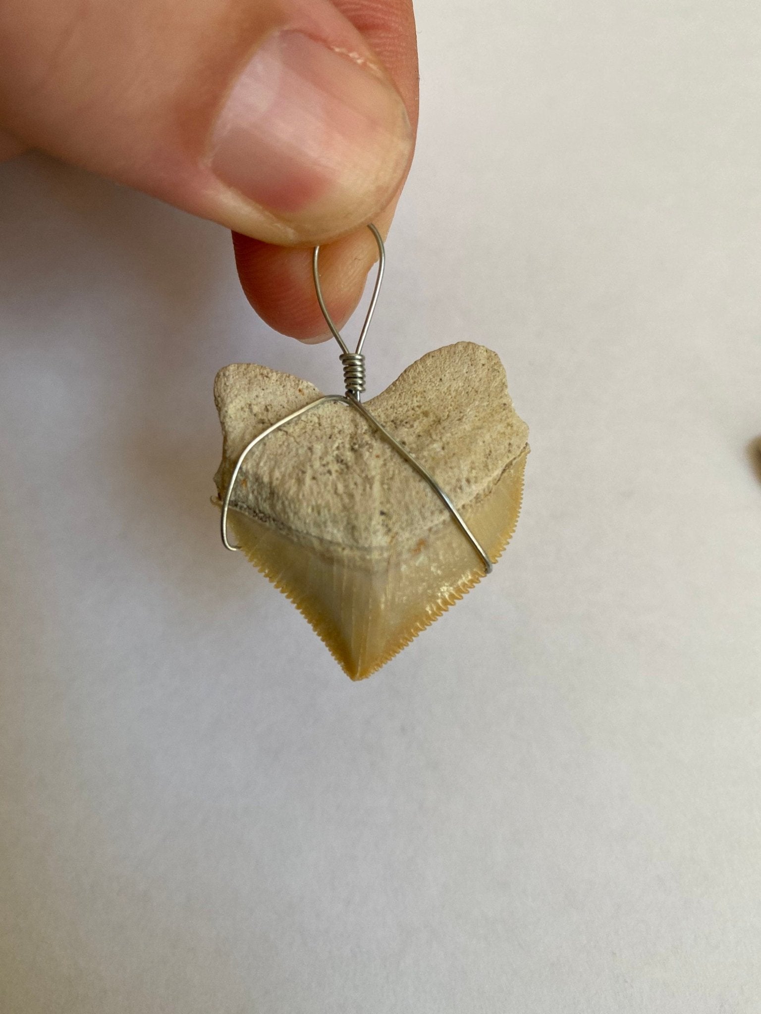 shark teeth fossil necklace pendants (2 different pieces) - FossilsAndMore