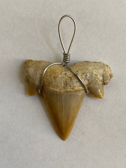 Shark tooth fossil, necklace pendant, 1 piece (Cretolamna species) - FossilsAndMore