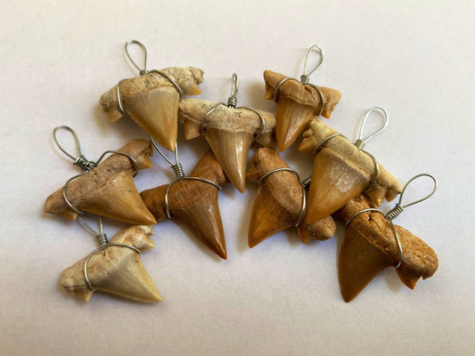 Shark tooth fossil, necklace pendant, 1 piece (Cretolamna species) - FossilsAndMore