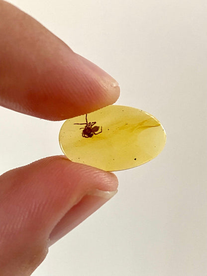 Spider in Burmese Amber, fossil tree resin - FossilsAndMore