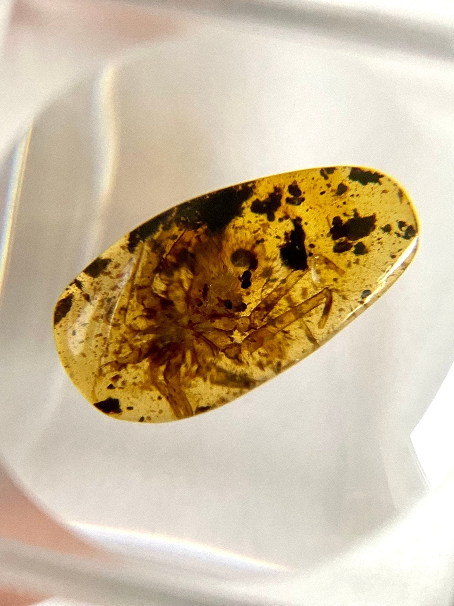 Spider in Burmese Amber, fossil tree resin - FossilsAndMore