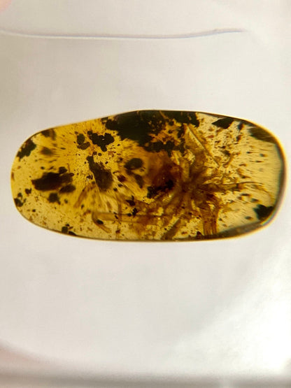 Spider in Burmese Amber, fossil tree resin - FossilsAndMore