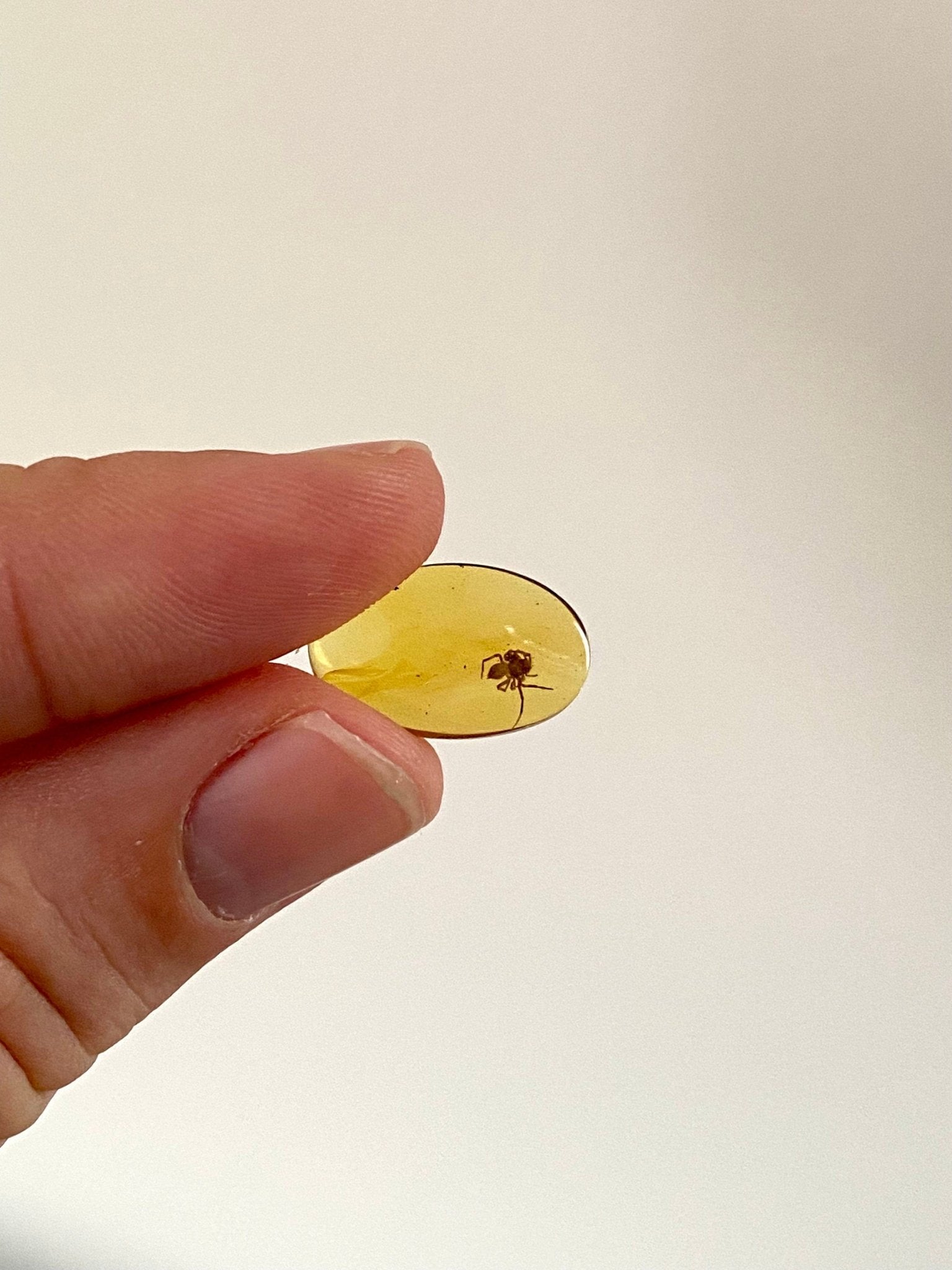 Spider in Burmese Amber, fossil tree resin - FossilsAndMore