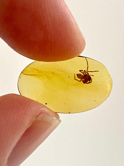 Spider in Burmese Amber, fossil tree resin - FossilsAndMore