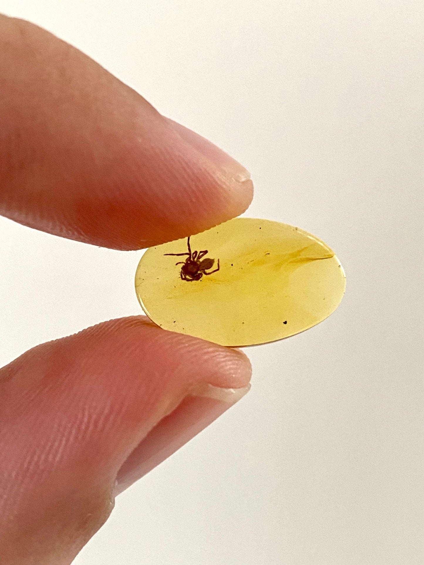 Spider in Burmese Amber, fossil tree resin - FossilsAndMore