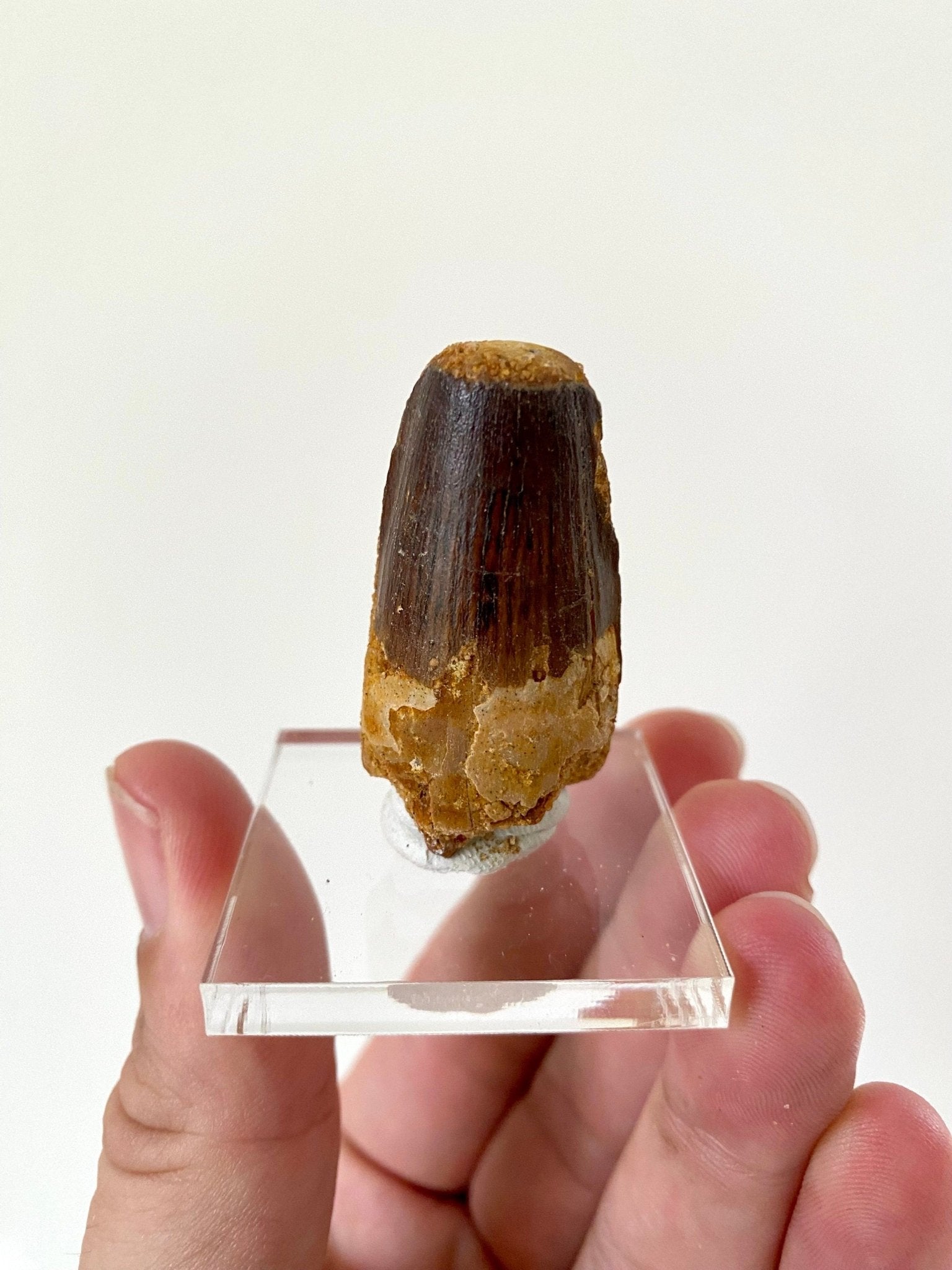 Spinosaurus fossil tooth (4.2cm) - FossilsAndMore