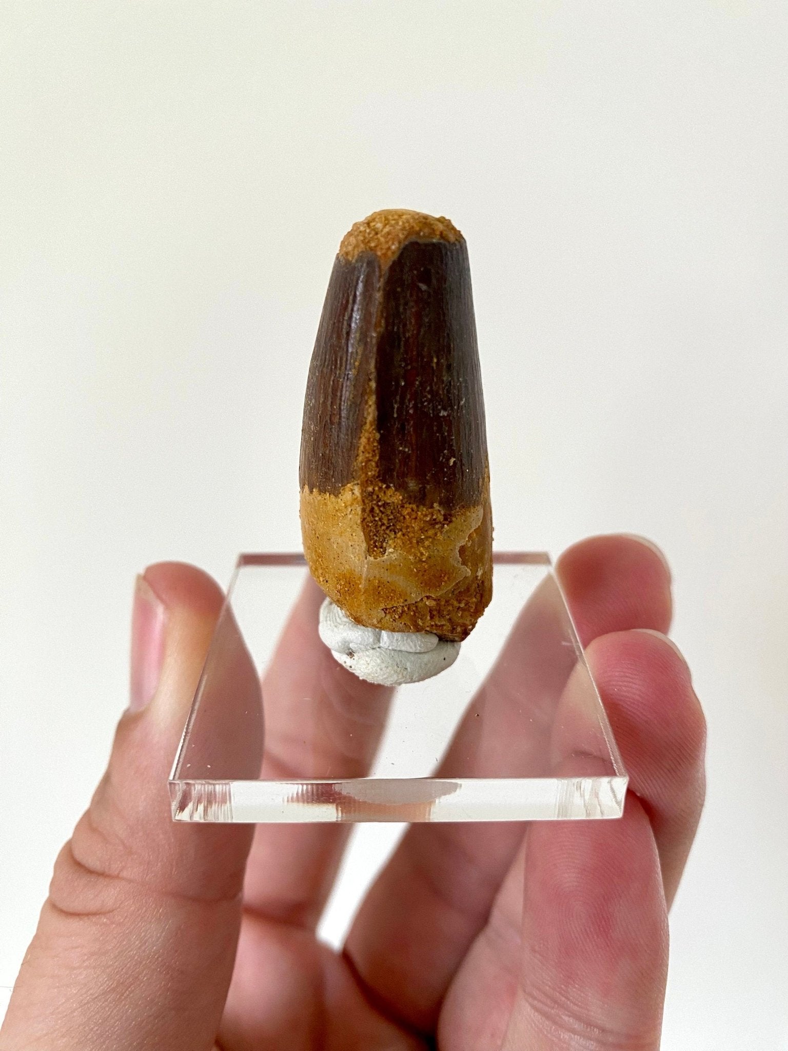 Spinosaurus fossil tooth (4.2cm) - FossilsAndMore