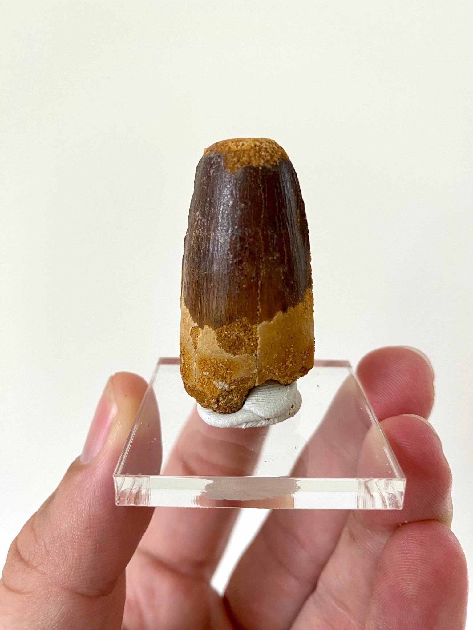 Spinosaurus fossil tooth (4.2cm) - FossilsAndMore