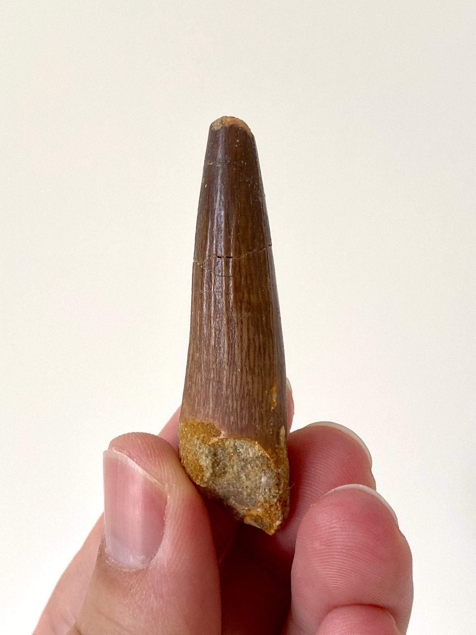 Spinosaurus fossil tooth (5.8cm) - FossilsAndMore