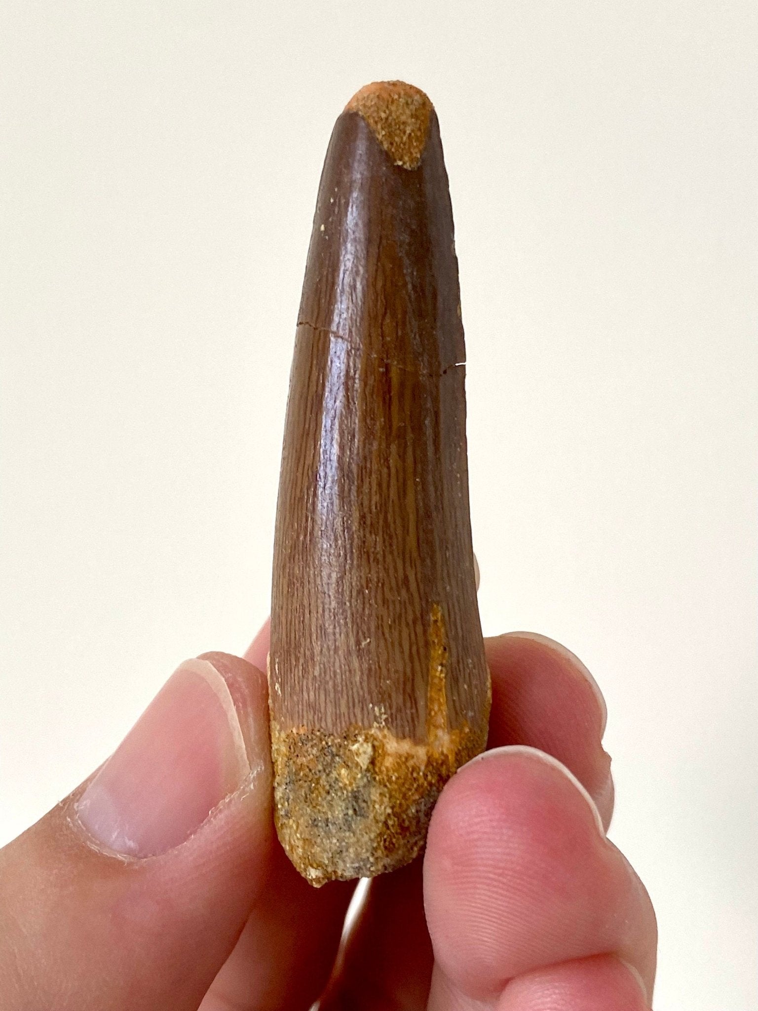 Spinosaurus fossil tooth (5.8cm) - FossilsAndMore