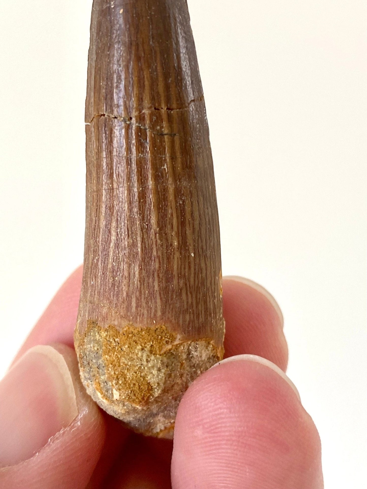 Spinosaurus fossil tooth (5.8cm) - FossilsAndMore